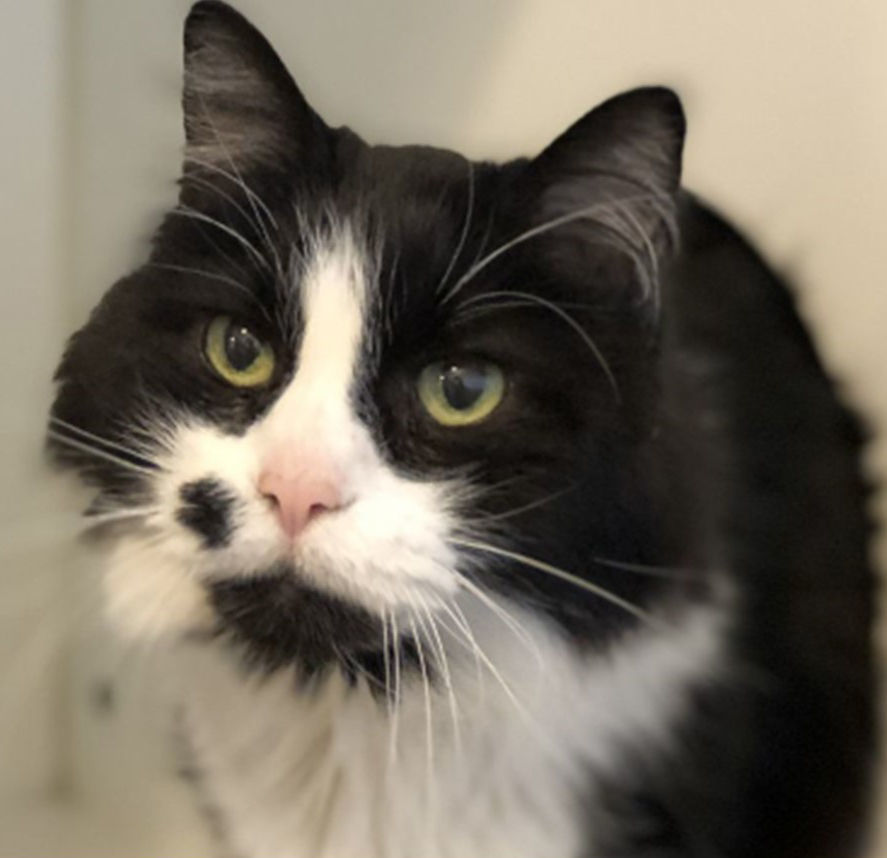 Simon